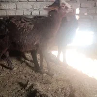 چهارتا‌بره‌نره‌ماده‌دونه‌ای‌۶۲۰۰