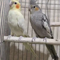 دوتا جوجه عروس هلندی ماده کاملا دونخور