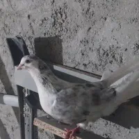 کبوتر دمگیر دولا