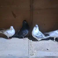 چند عدد کفتر پروازی|پرنده|اسالم, |دیوار