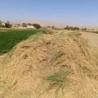یونجه درجه یک خالص