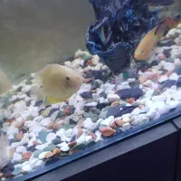 فروش آکواریوم 56سانت مدل شیشه خم با ماهی|ماهی|کرمانشاه, |دیوار