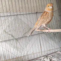 قناری .قناری شتری ماده