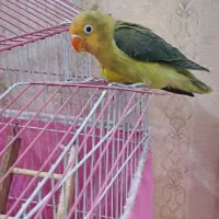 طوطی برزیلی پاربلو تراکوویس دستی