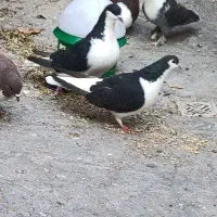 کفتر اصفهانی