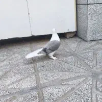 ماده دوبالی پاپر و کله ای