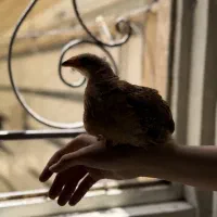 جوجه خروس لاری
