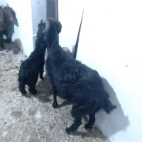 ده عدد بزشیری|حیوانات مزرعه|ملایر, |دیوار