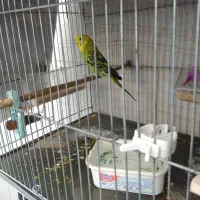 مرغ عشق ماده مست ازاین بازاریها نیست|پرنده|دره شهر, |دیوار