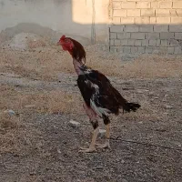 خروس و مرغ لاری