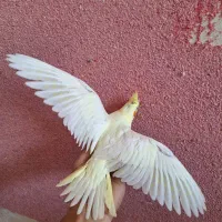 عروس هلندی لوتینو جوجه سرلاکی چشم شرابی|پرنده|شهرضا, |دیوار