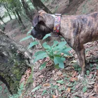 پیت بول ماده اصیل رنگ کمیاب|سگ|شیرگاه, |دیوار