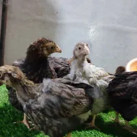 جوجه ۴۵ روزه ویاندوت|حیوانات مزرعه|تهران, تهرانسر غربی|دیوار