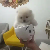 پامر عروسکی فنجونی نر و ماده