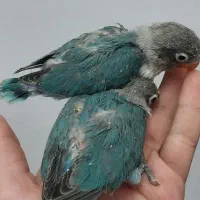 فروش یک جفت جوجه کوتوله سرلاکی آبی نقابدار