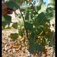 ۱هکتار باغ پسته ۱۰ساله فنس کشیده با ۲ساعت اب