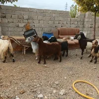 بز ماده جوان شیری|حیوانات مزرعه|اردبیل, |دیوار
