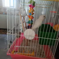 طوطی برزیلی سالموسرحال