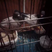 کبوترطاووسی.. طوطی ملنگو