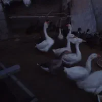 غازلیندا شب یلدا|حیوانات مزرعه|بابکان, |دیوار