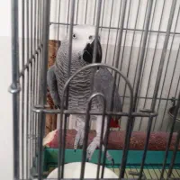 شاه کاسکو سخنگو دم قرمز|پرنده|زرند, |دیوار