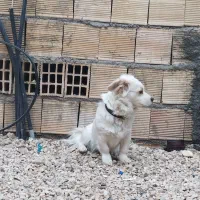 سگ پاپی|سگ|برخوار, |دیوار