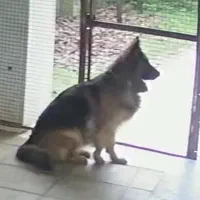 سگ ژرمن ماده گمشده