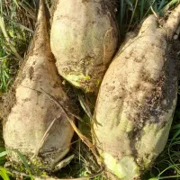 چغندر برای دام