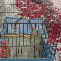 مرغ عشق|پرنده|تبریز, |دیوار