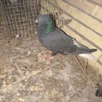 دوتا دم سفید ماده