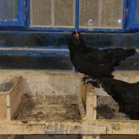 تخم نطفه دار و جوجه یک روزه مرندی|حیوانات مزرعه|بهبهان, |دیوار