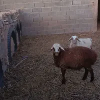 بره