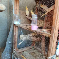 عروس هلندی|پرنده|نگین شهر, |دیوار