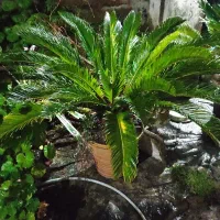 گیاه تزیینی سیکاس بزرگ چندساله