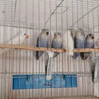 طوطی برزیلی|پرنده|تهران, شهرک آزادی|دیوار