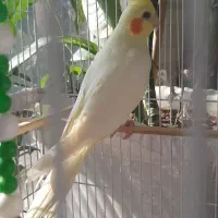 عروس هلندی ماده