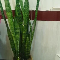 گل خانگی طبیعی