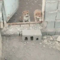 ۱جفت توله نر افغان