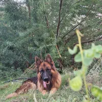 سگ ژرمن شپرد|سگ|شمیل, |دیوار