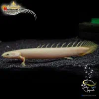 ماهی اکواریمی