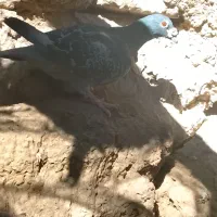 کفتر طوقی|پرنده|سراوان, |دیوار