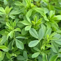 کاه یونجه 1 تن