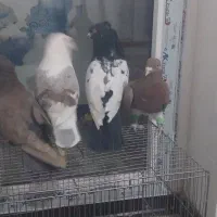 پرنده رنگی|پرنده|فولادشهر, مسکن مهر فولادشهر|دیوار