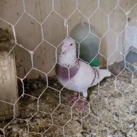 کبوتر پیازی عتیقه