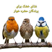 غذای پرنده
