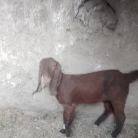 کره ماده لنگ چهارتای