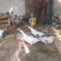 غاز ،مرغ محلی،بوقلمون ماده در شهر هویزه