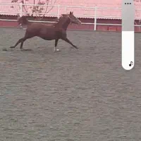 مادیون تروبرد ۱۰۰ ۶ساله|اسب و تجهیزات اسبسواری|کرج, گوهردشت|دیوار