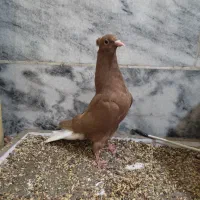 جفت جوجه سرخ زرددم سفید کاکلی