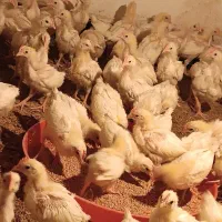 فروش جوجه خروسک 20 روزه
